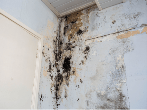 Mold restoration vancouver BC.png
