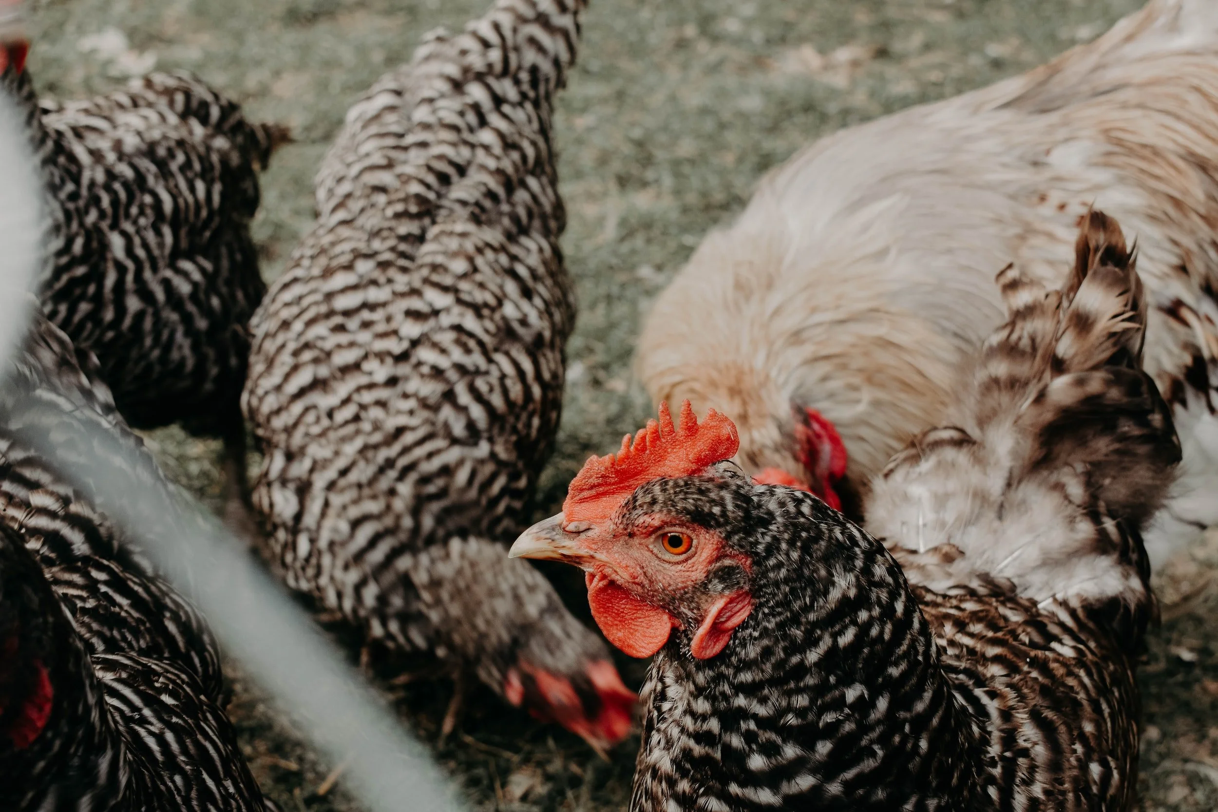 How to build a cheap chicken coop?
