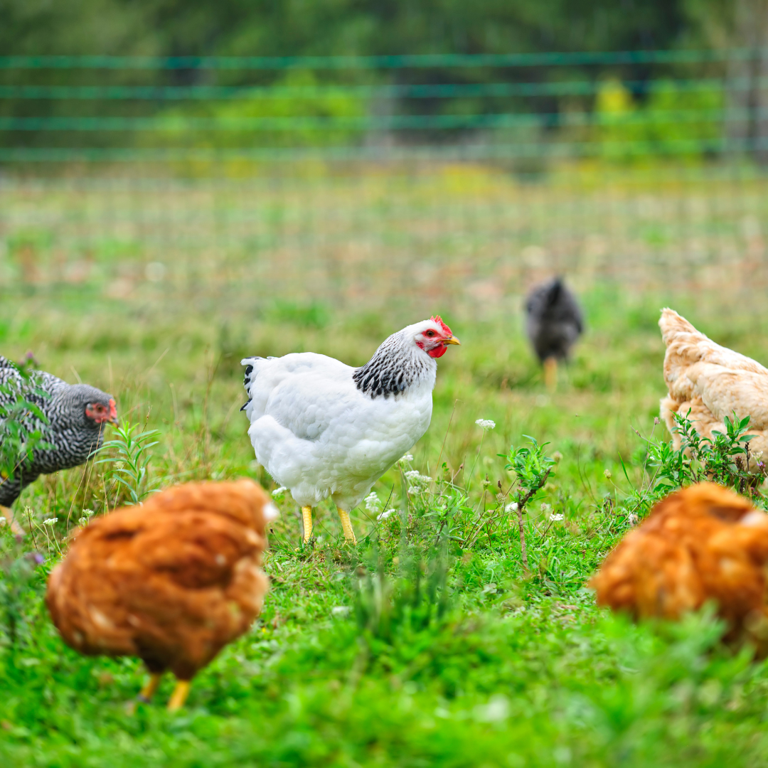 10 Benefits of having a mixed chicken flock