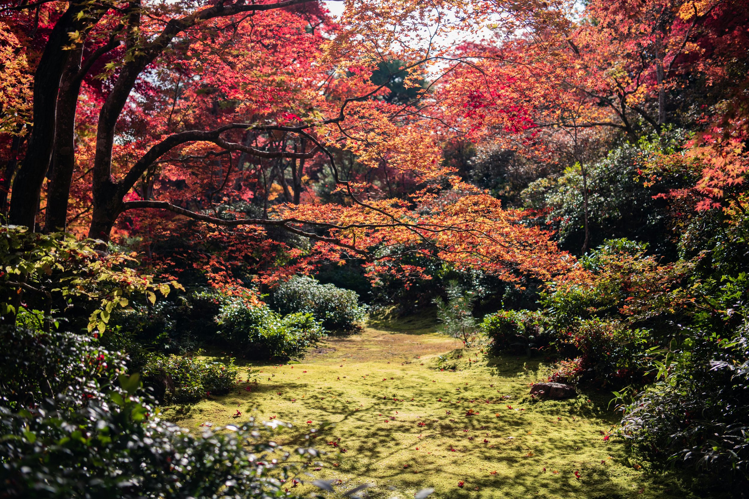 Colorful Choices: Great Plants for Your Western North Carolina Fall Garden