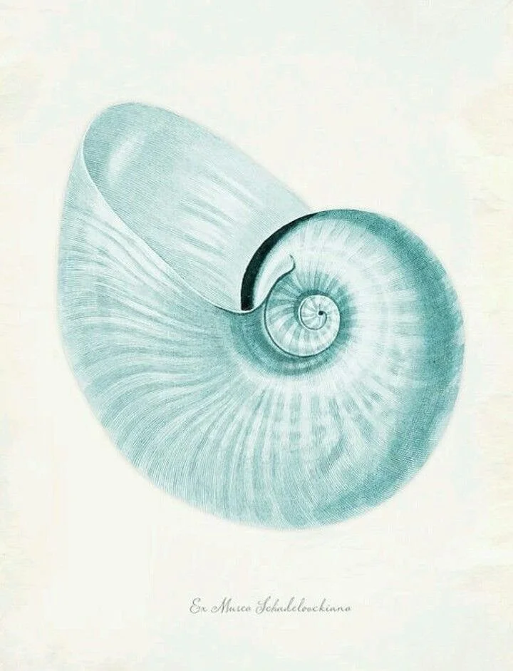 Shells by Georg Wolfgang Knorr

#marineechoes

Credit: Sothebys, Panteek