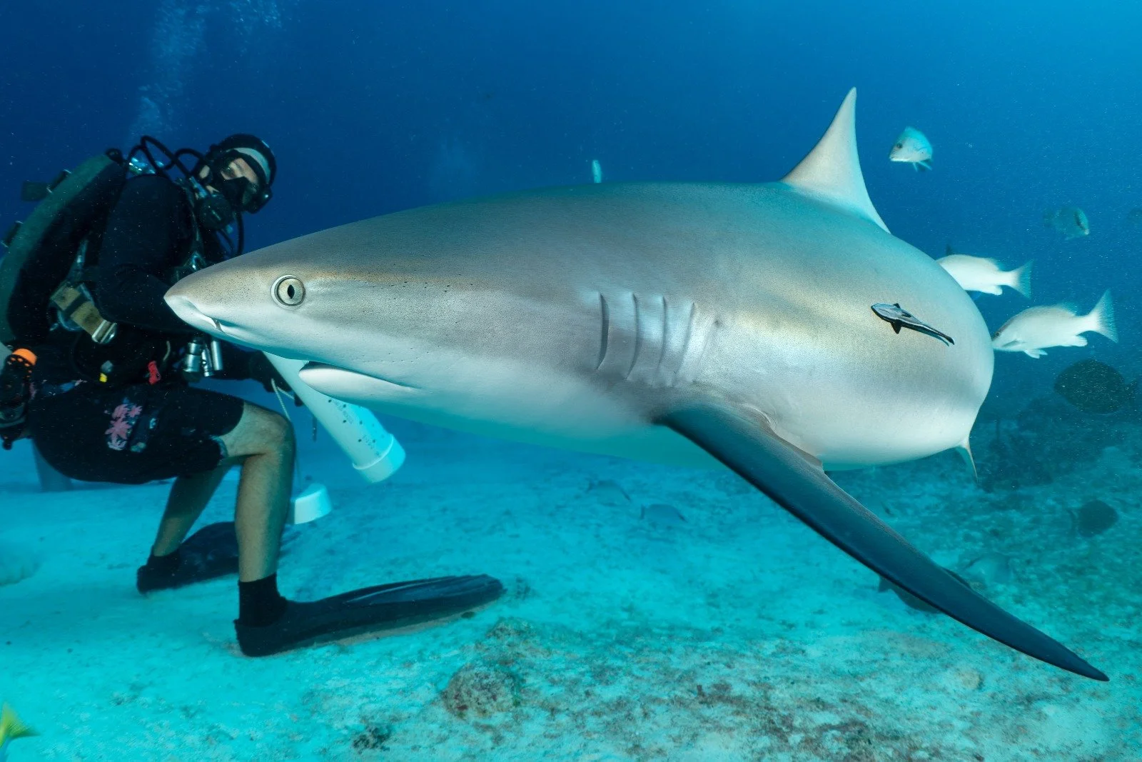 Cozumel Shark Dive — Apex Encounters I Cozumel Shark Diving