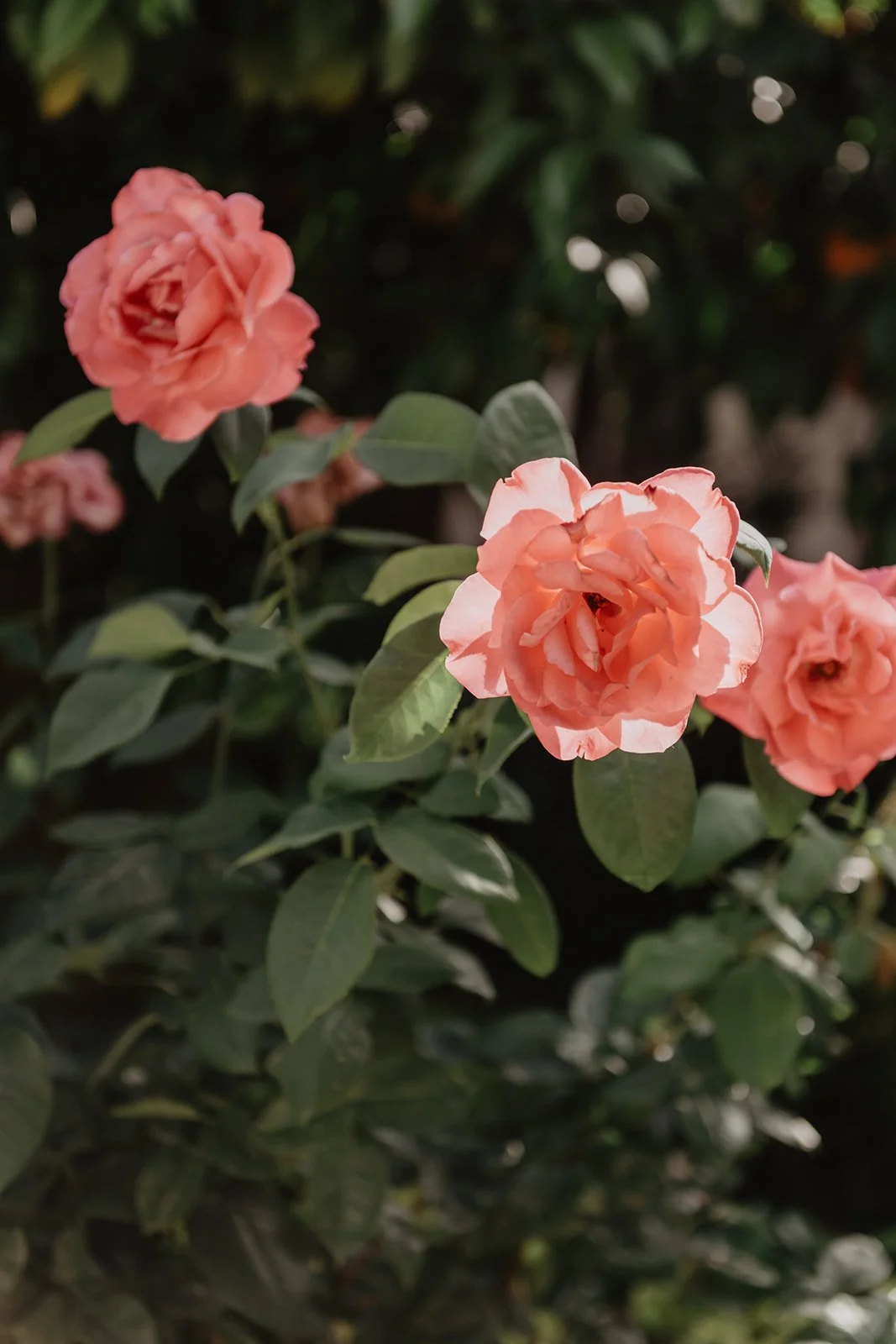 ANITA & NICO PREWEDDING _ SUNNY SEPTEMBER WEDDING PHOTOGRAPHER MARBELLA-2.jpg