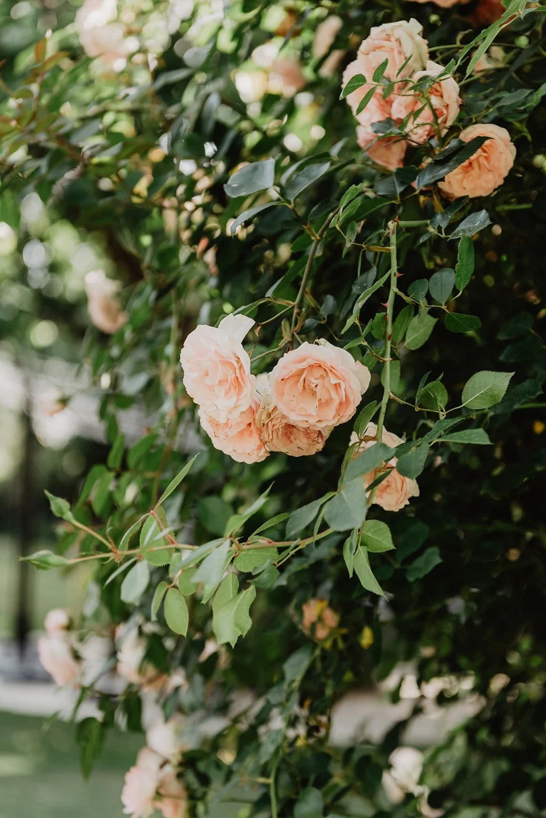 ANITA & NICO PREWEDDING _ SUNNY SEPTEMBER WEDDING PHOTOGRAPHER MARBELLA-13.jpg