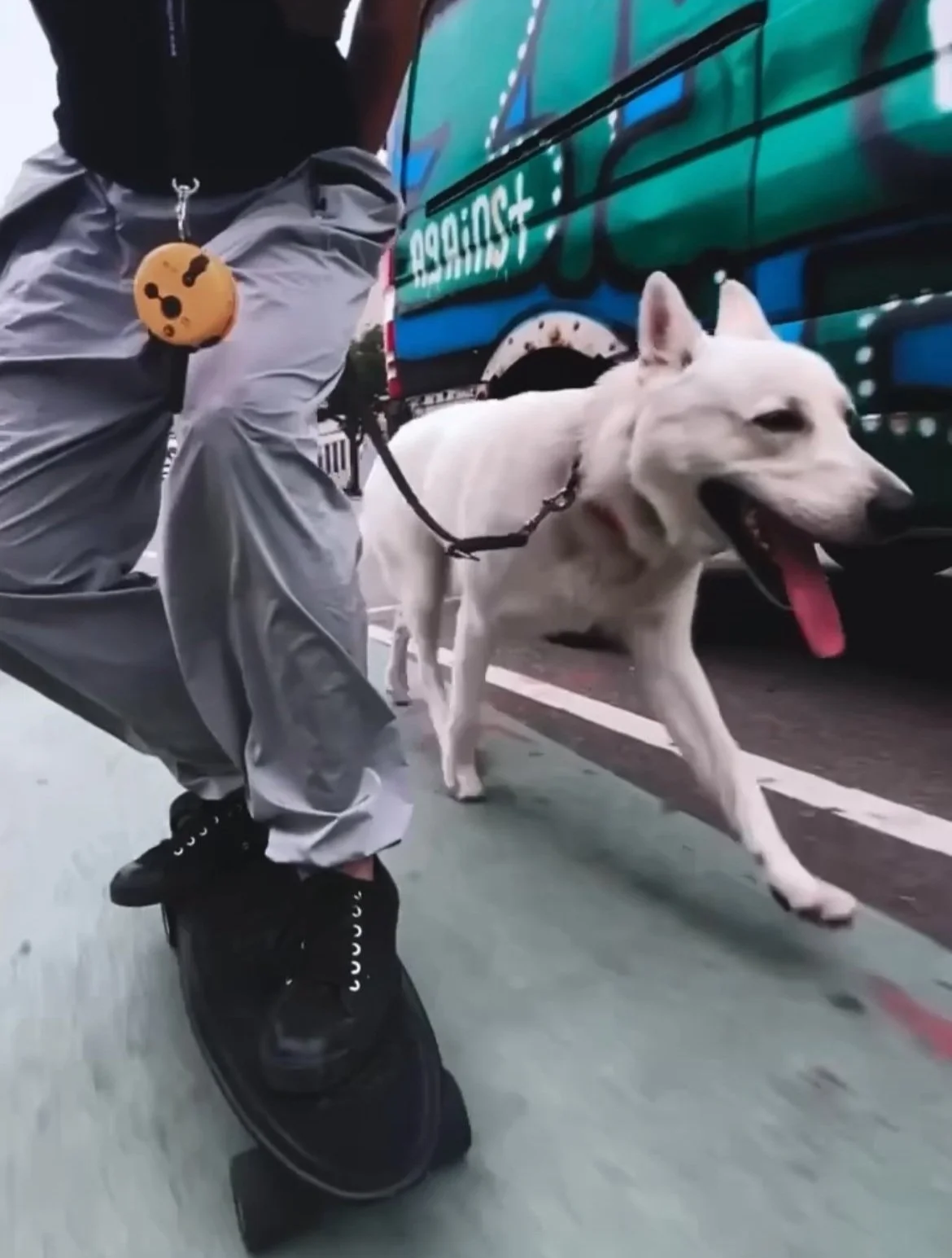 RUNNING WITH WOLVES &amp; WHY WE DON'T JOG WITH CATS