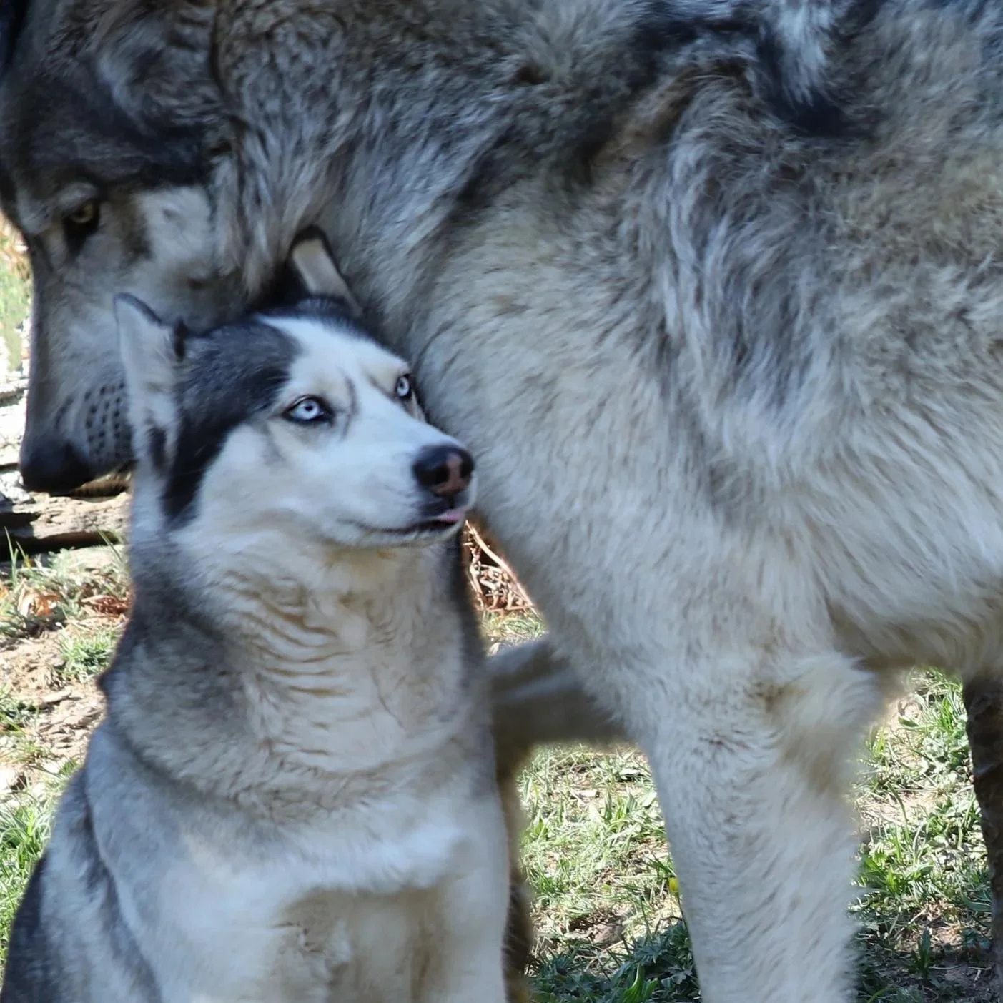 Why You SHOULD Judge a Dog by Its Cover
