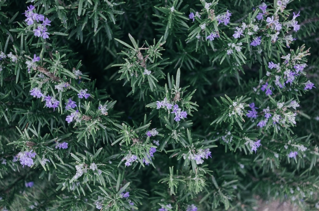 Screenshot 2025-11-26 at 5.26.39 PM.png