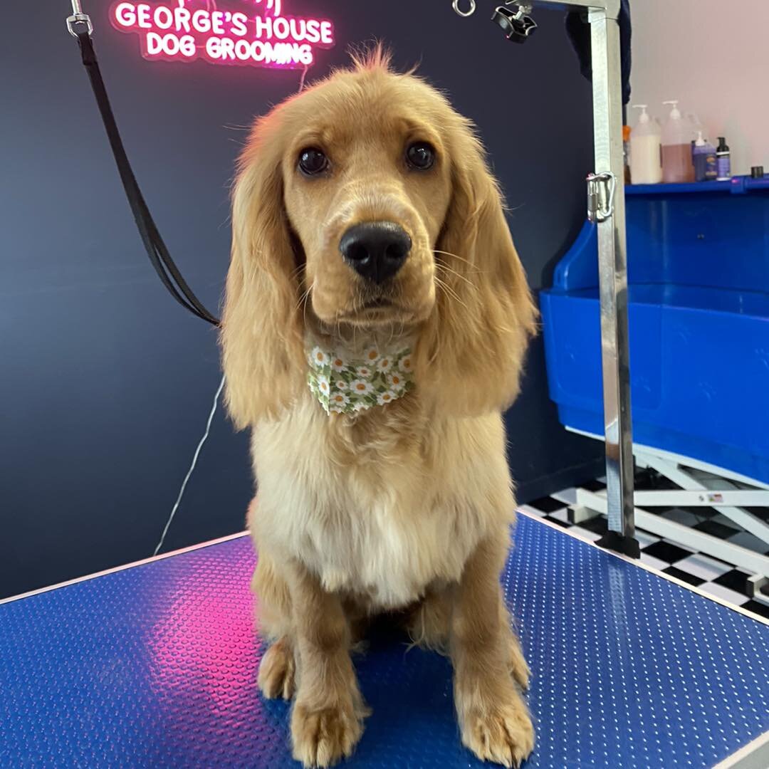 Sabby did so well for her first groom today, look at those eyes 🥺

Service - Wash &amp; Tidy
Breed - English Cocker Spaniel