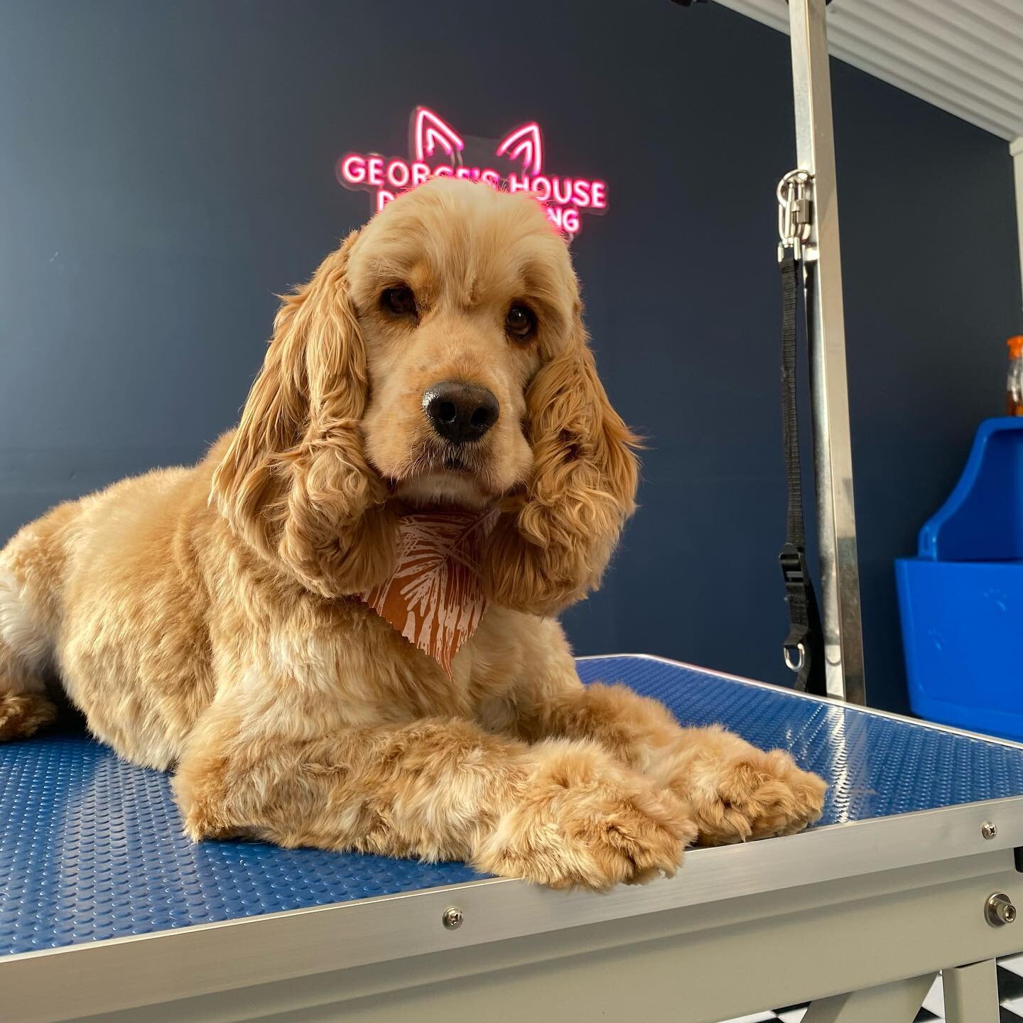 Mr Charlie 💙

Service - Wash &amp; Tidy
Breed - Cocker Spaniel
