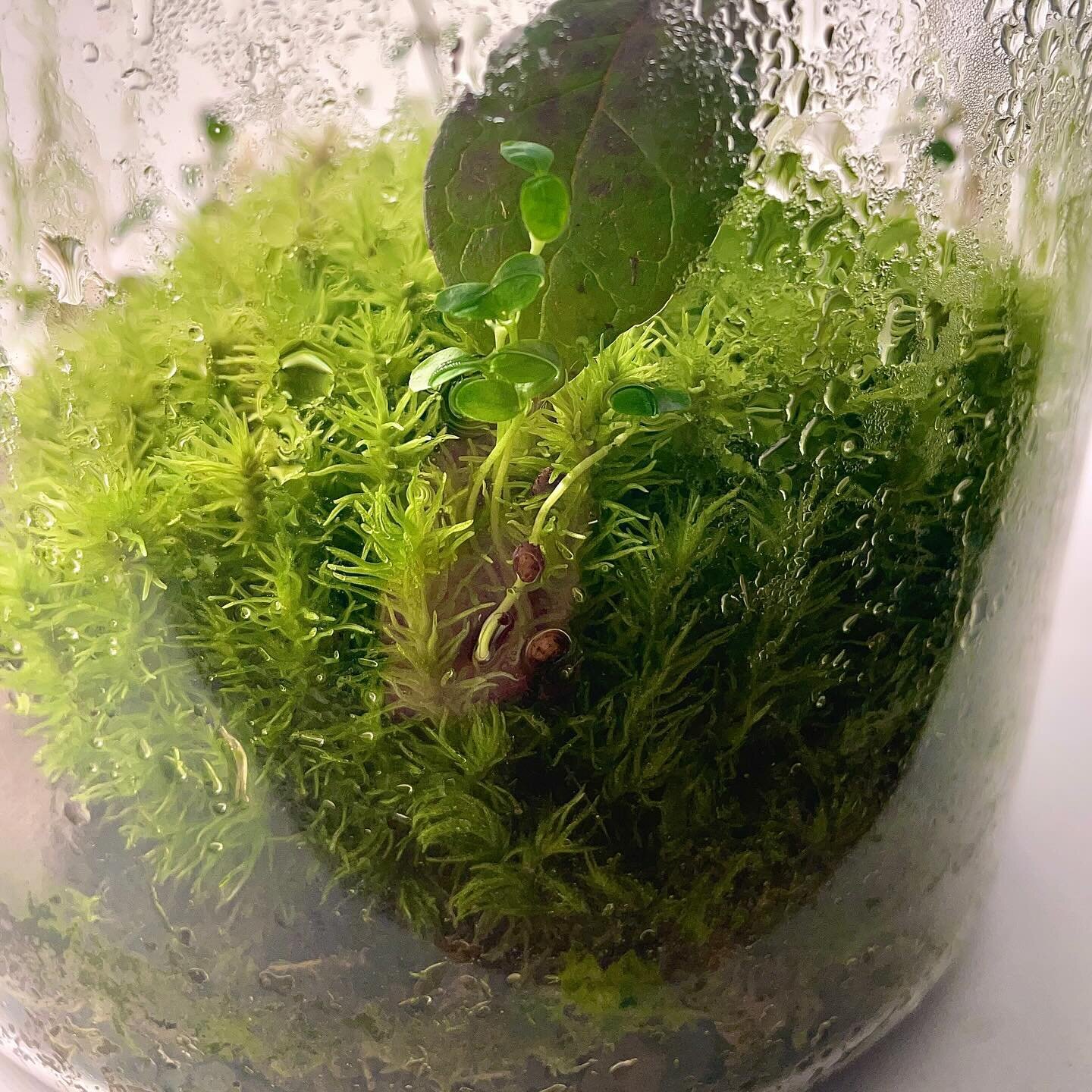 I can&rsquo;t believe how much I have learned since I started making terrariums a year ago!!! Some of my very first  terrariums are turning 1 year old and getting their first watering/grooming! 😲💦 Some observations about this 1 year old baby: 

🌿H