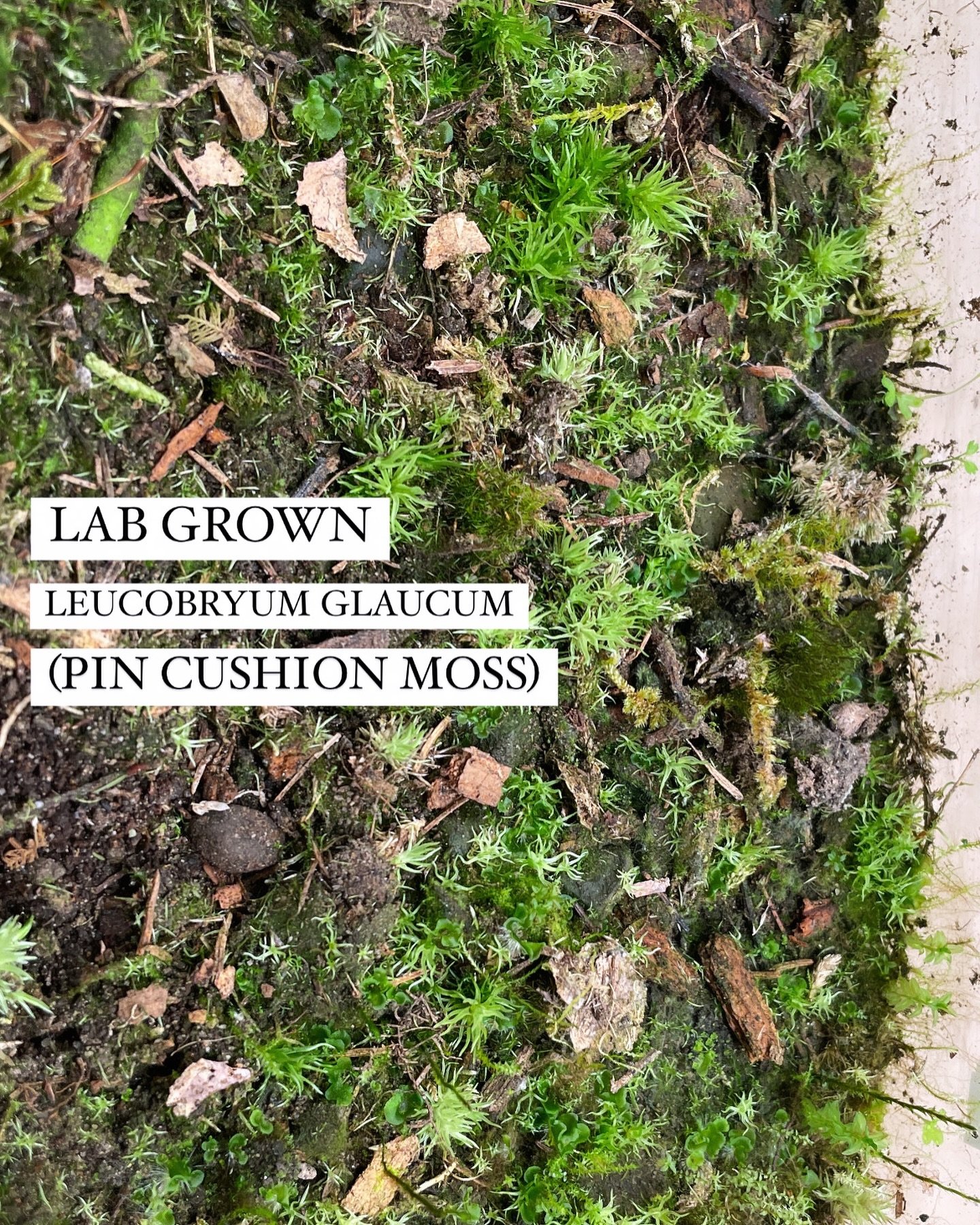 LAB GROWN MOSS! It doesn&rsquo;t look like much&hellip; but I tried a new method in November: brushing the shedding leaves of Leucobryum glaucum onto acidic soil, misting it, and placing it under grow lights in a closed tub. I just read in the book &