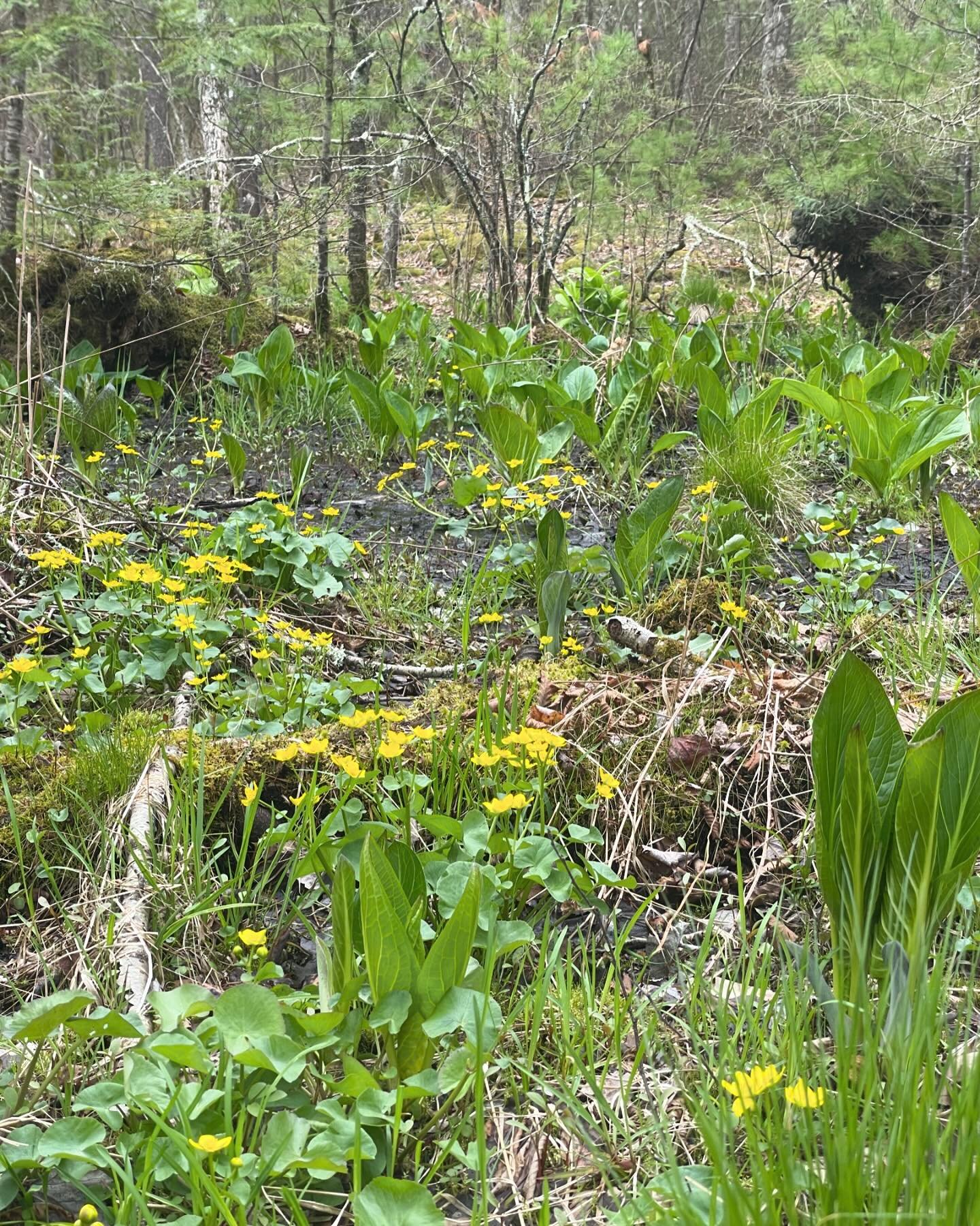 This journey was well-worth almost being consumed by the bog 🧙&zwj;♀️while Alyssa happily waited in the 🚙. An ode to the flowering and non-flowering plants of sphagnum moss-dominated wetlands! 

🌼Marsh Marigold&rsquo;s showy golden blooms pull the
