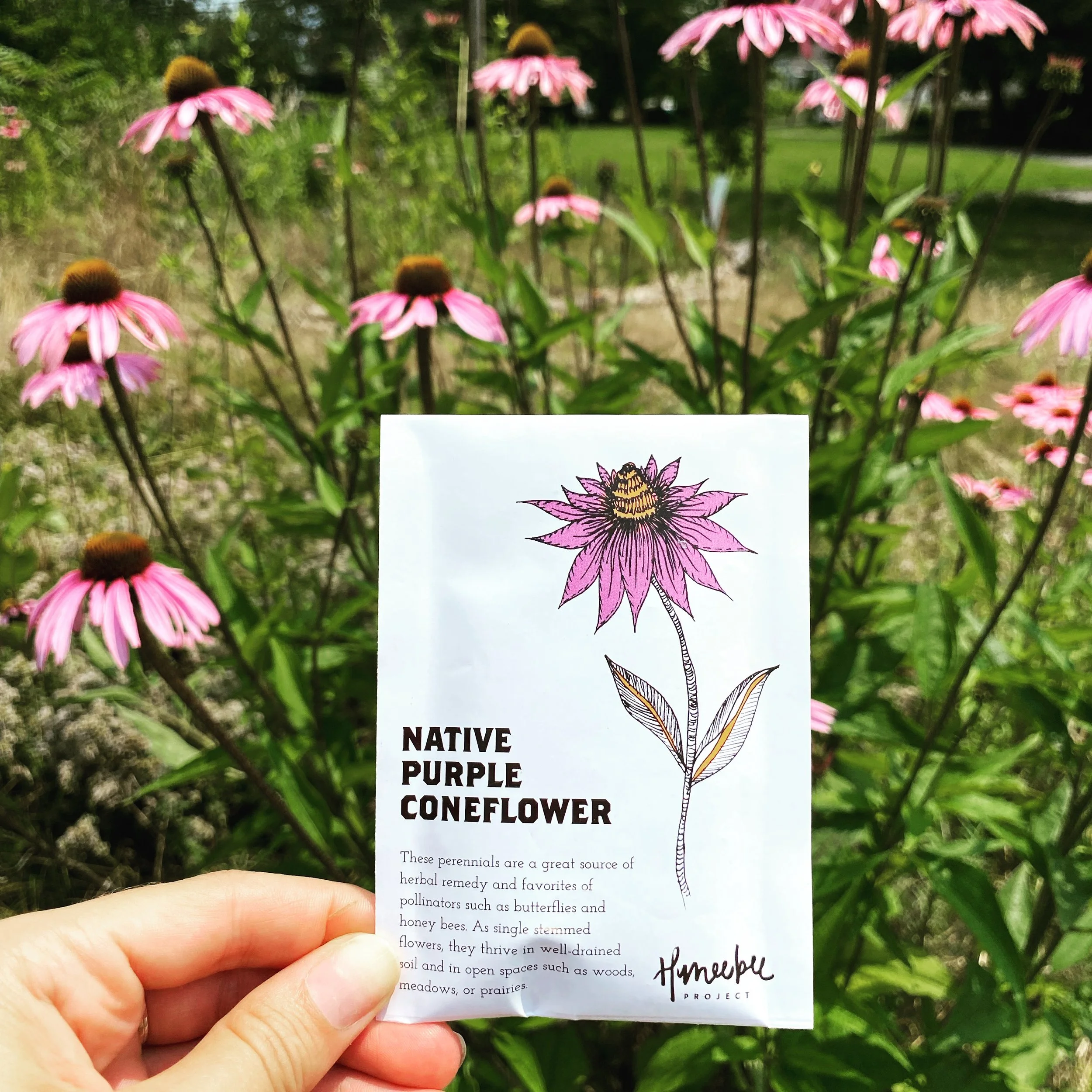 Coneflower Seed Pack