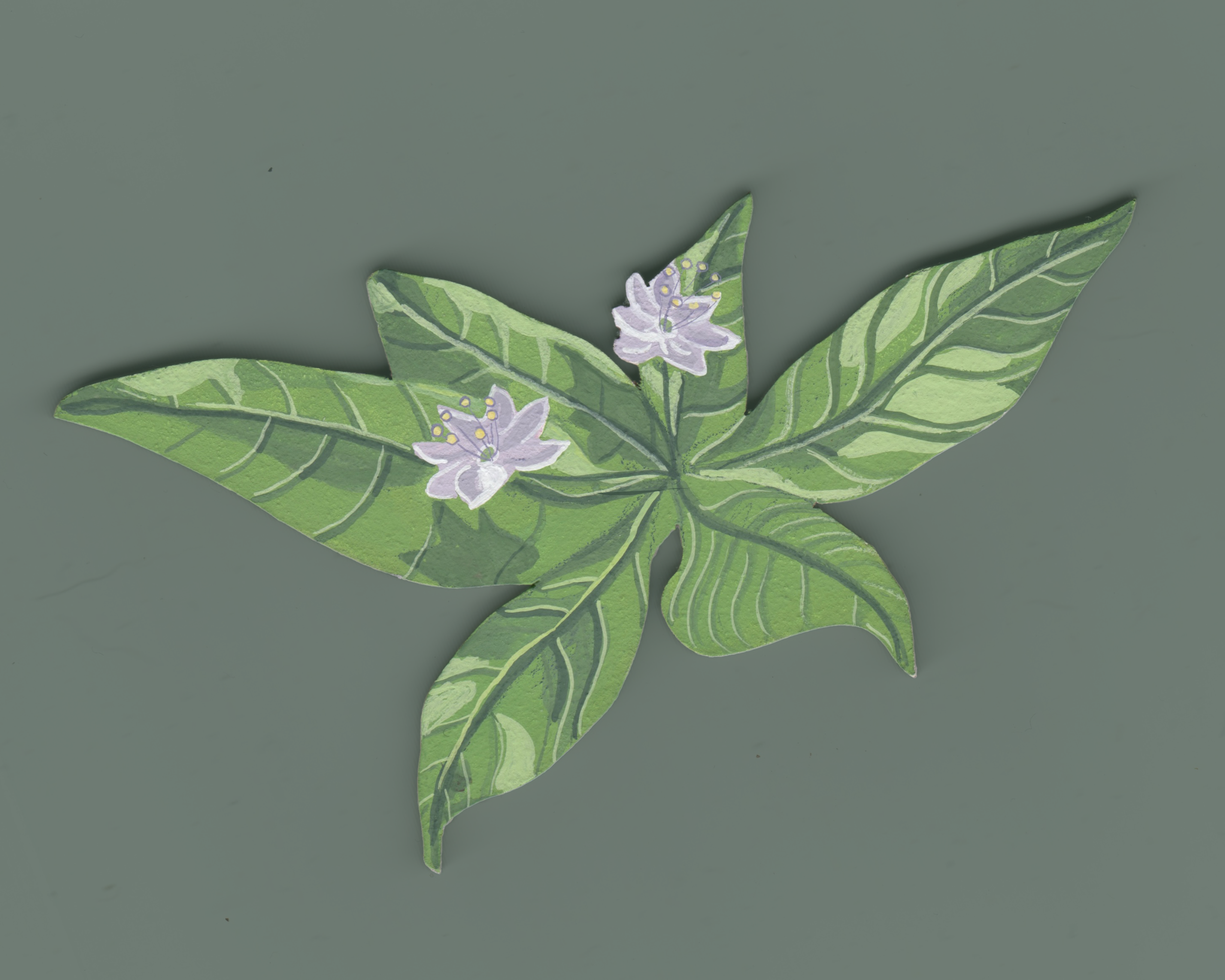 Biological Illustration