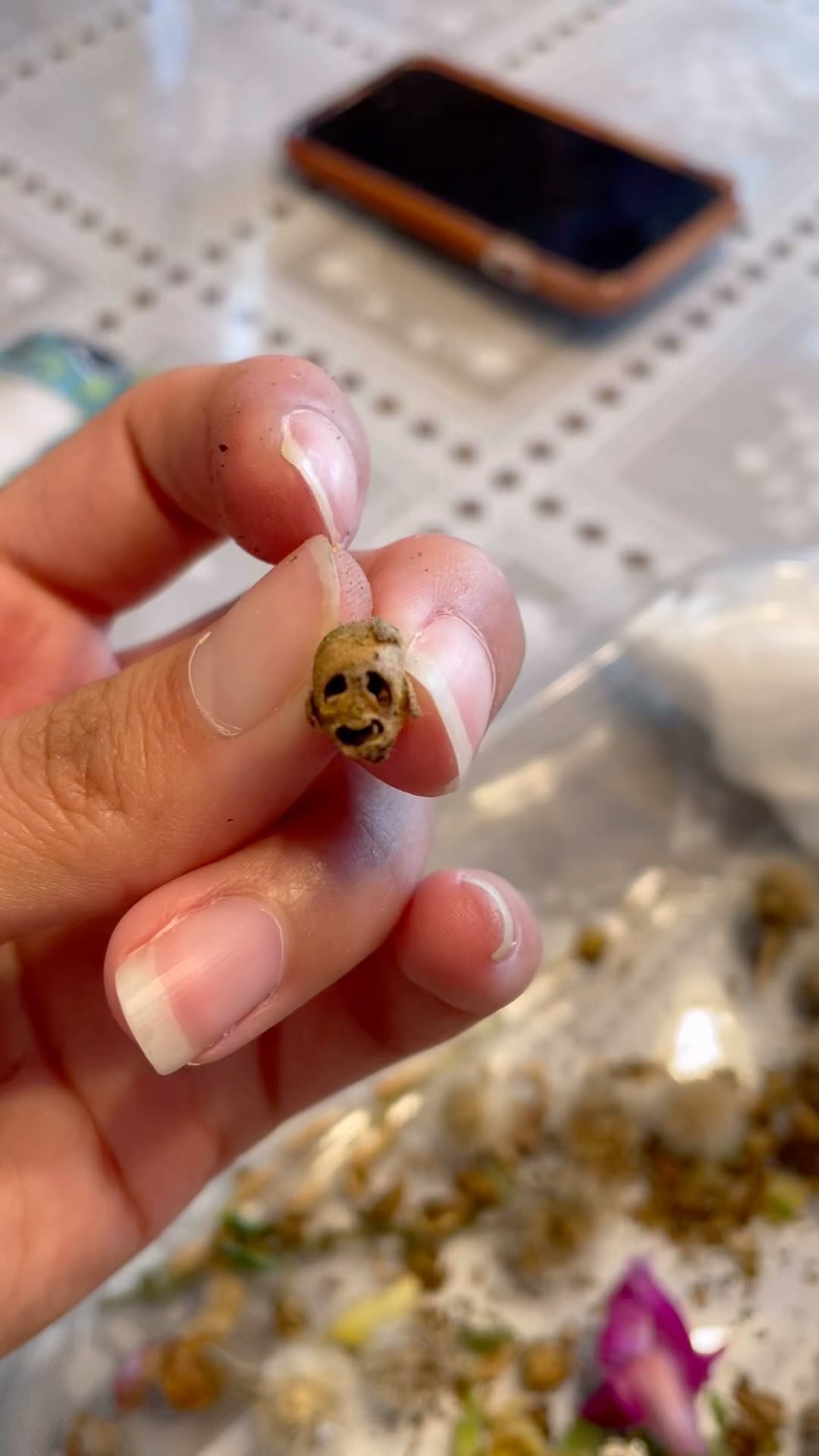 Harvesting snap dragon seeds π
•
Yes, snapdragon pods look like skulls!! How cool, and spooky! π»