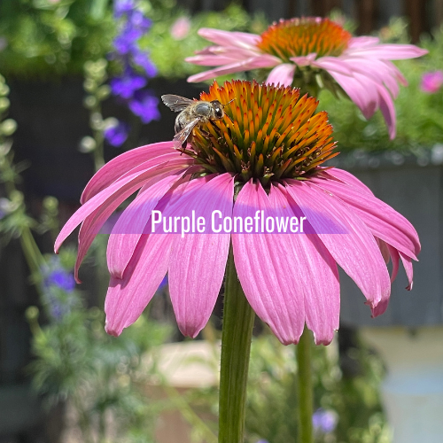 🌿Pollinator magnet: Loved by bees, butterflies, and even hummingbirds — a keystone species in native gardens. 
🌿Bird-friendly: Goldfinches feast on the seed heads in fall and winter.
🌿Drought-tolerant: Once established, they thrive with minimal wa