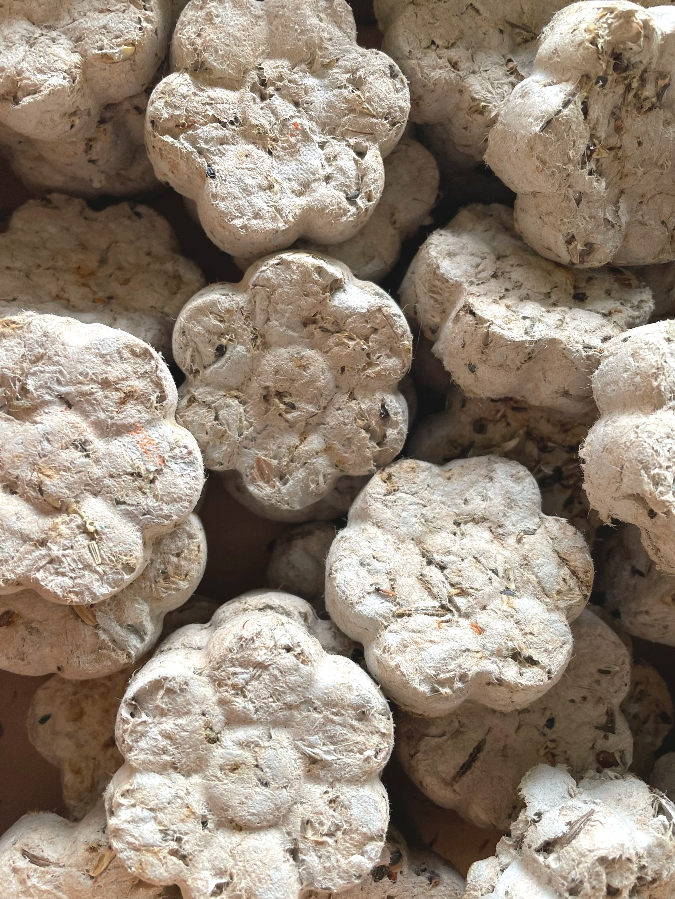 Bulk Seed Daisy Bombs (100pk.)