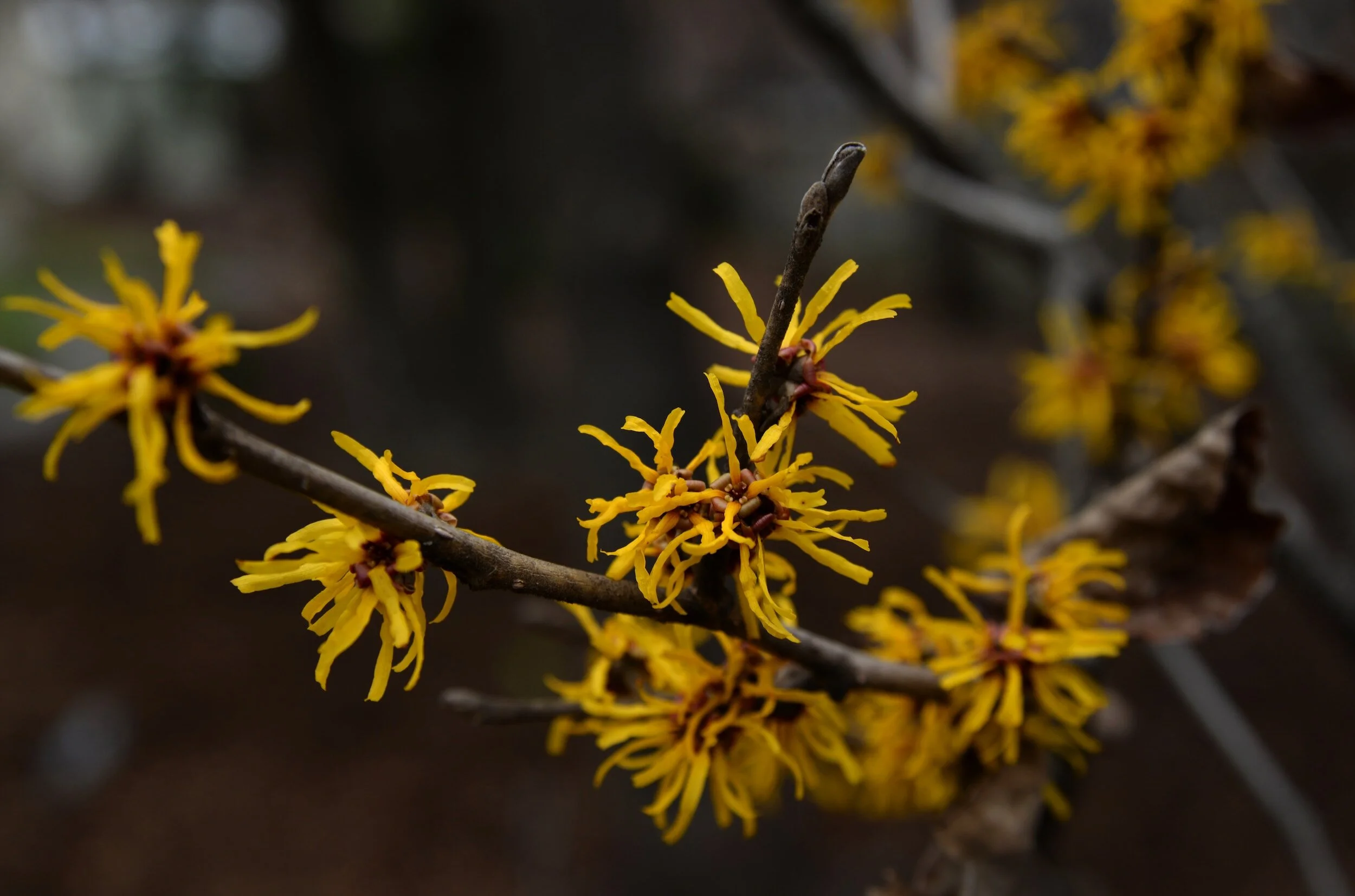 Keep Your Winter Landscape Flourishing