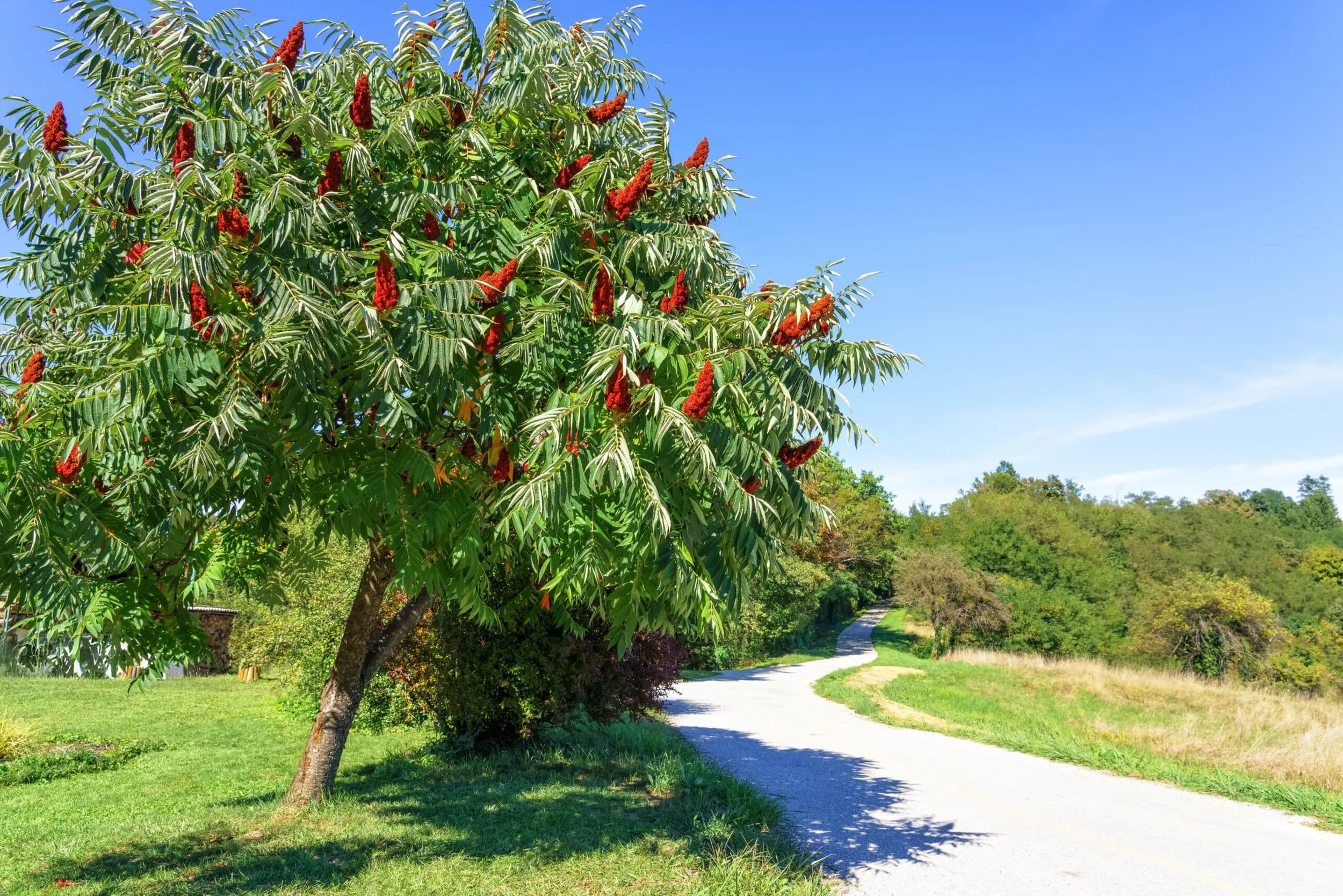 Staghorn Sumac: Morphology, Ecology, and Adaptations