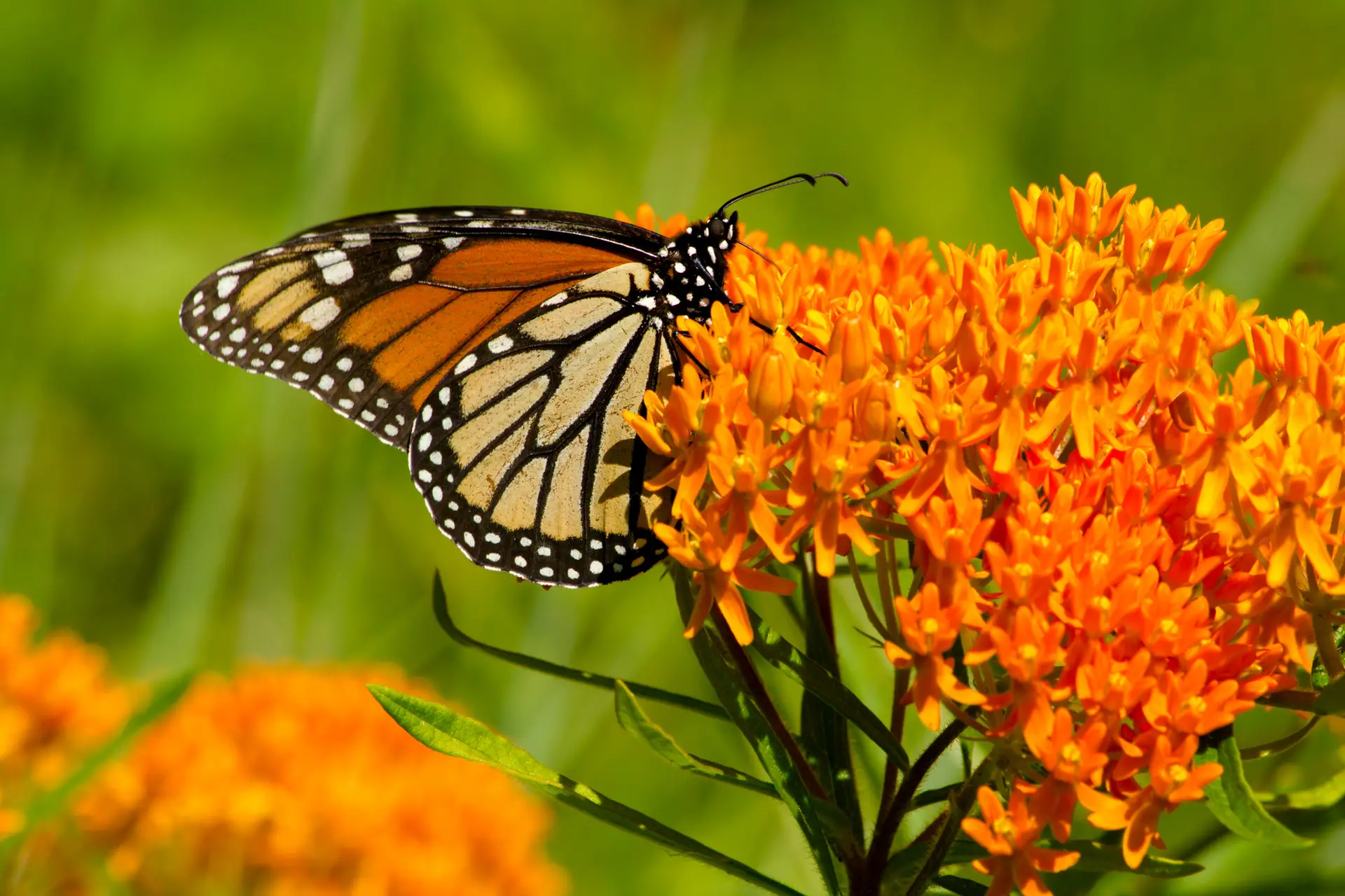 Butterfly Milkweed Is More Than Just a Pretty Bloom—It's a Lifeline