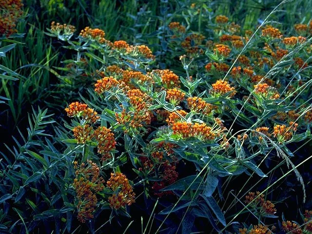 Deep Roots: Policy and Pollinators