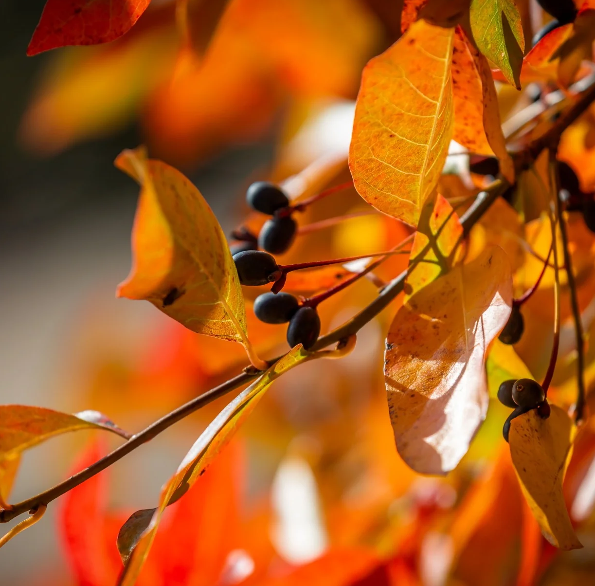 Black Tupelo: Color, Canopy &amp; Ecological Value