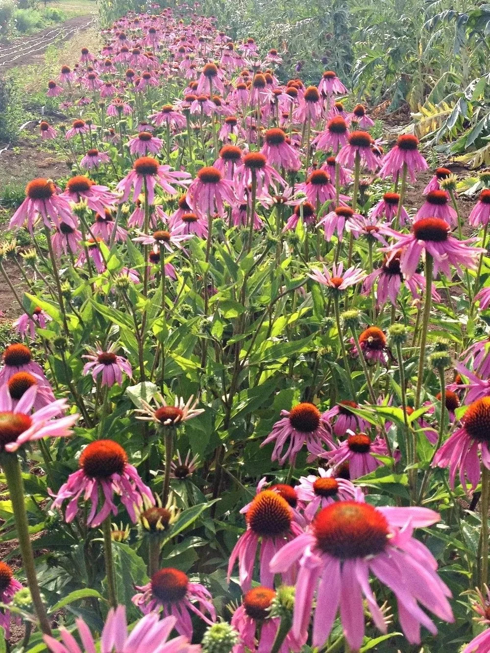 Echinacea Purpurea: Purple Coneflower