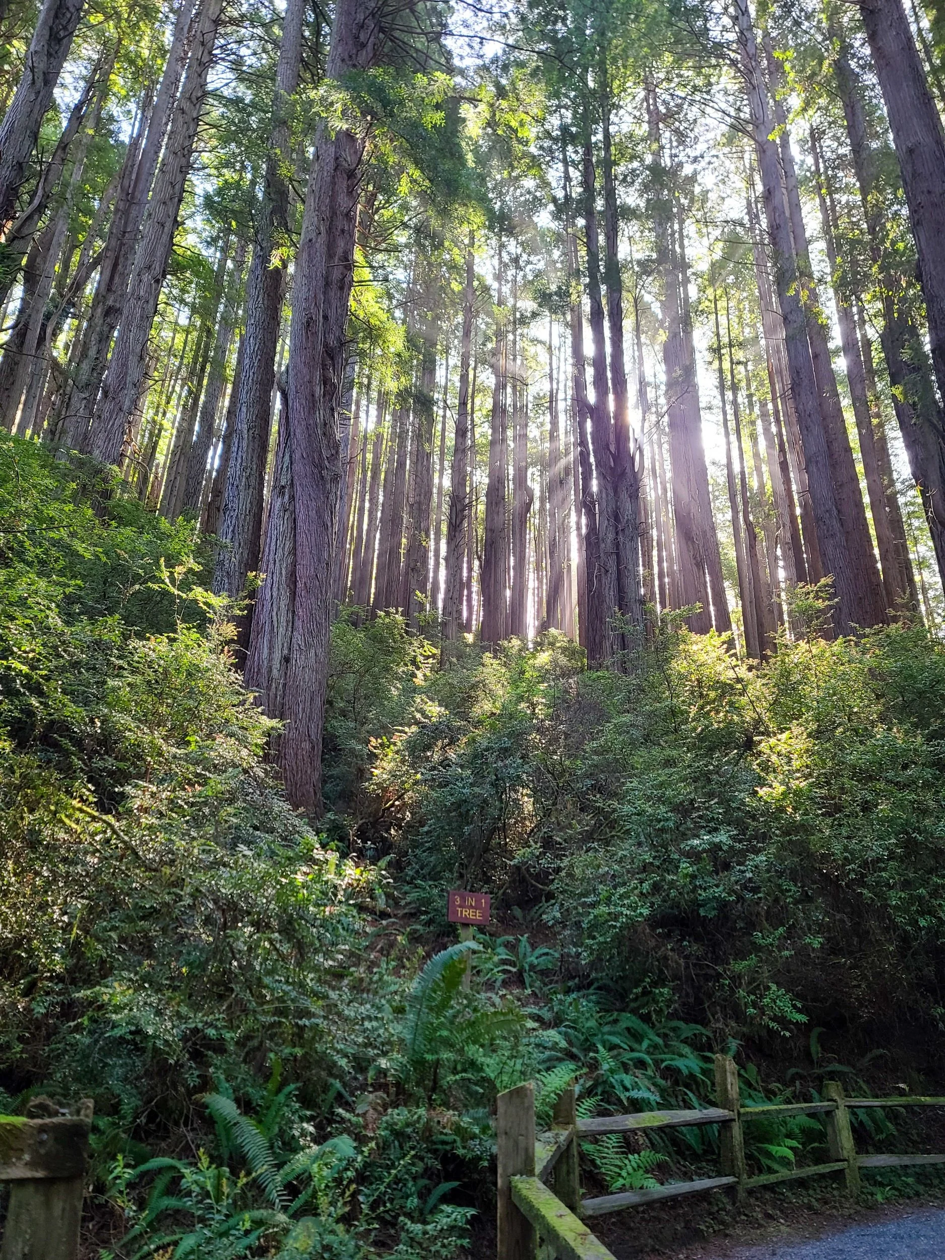 Redwoods National Park &amp; Crescent City, CA area