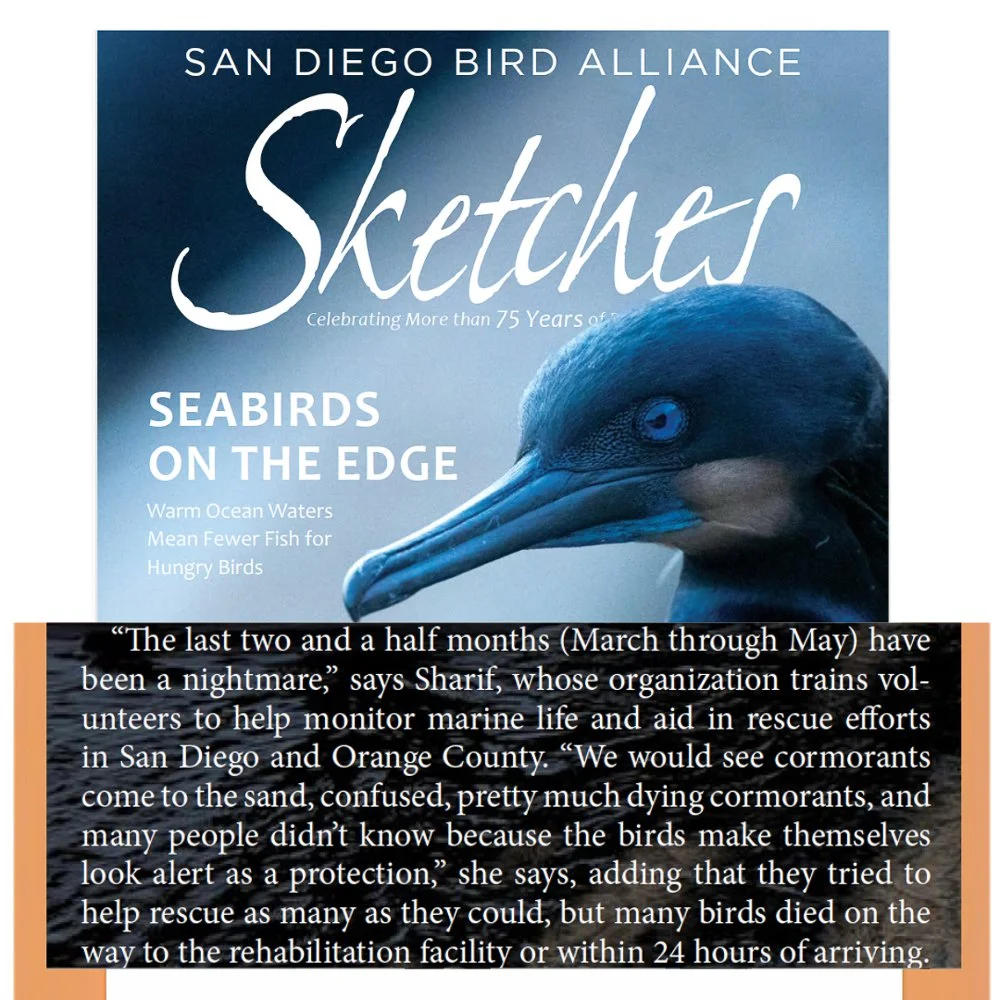 Wildlife Jewels Featured in San Diego Bird Alliance’s Sketches: Seabirds Face Dire Conditions Along California Coast