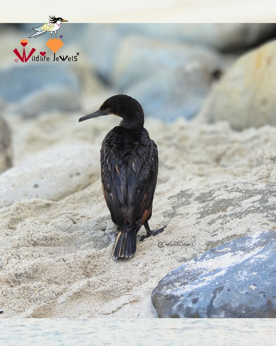 Wildlife Jewels Rescue Crew rescued a Brandt’s Cormorant entangled in fishing gear at La Jolla Cove.