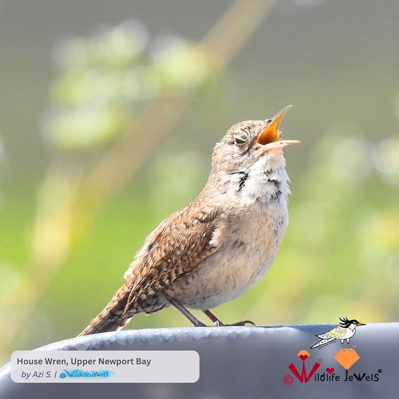 Wildlife Jewels Birds | House Wren