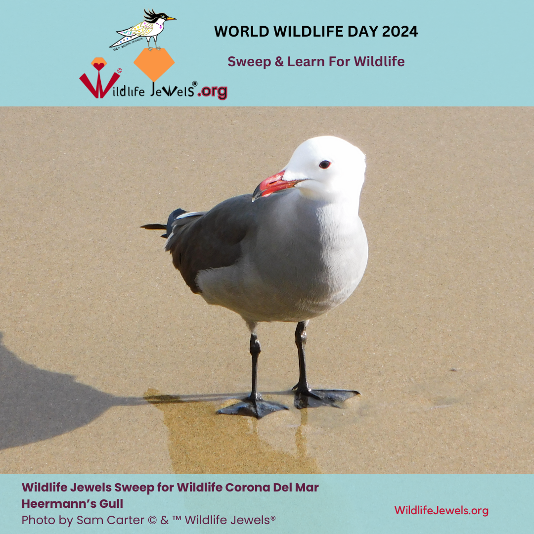 3 March 2024 Swep for Wildlife CDM-7.png