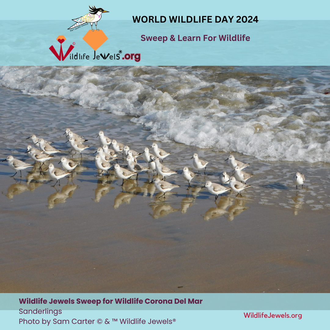 3 March 2024 Swep for Wildlife CDM-9.png
