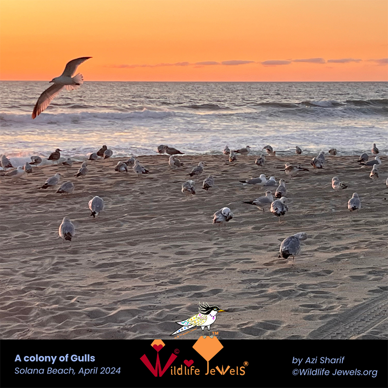 Stunning Gulls in Solana Beach, 1 April 2024