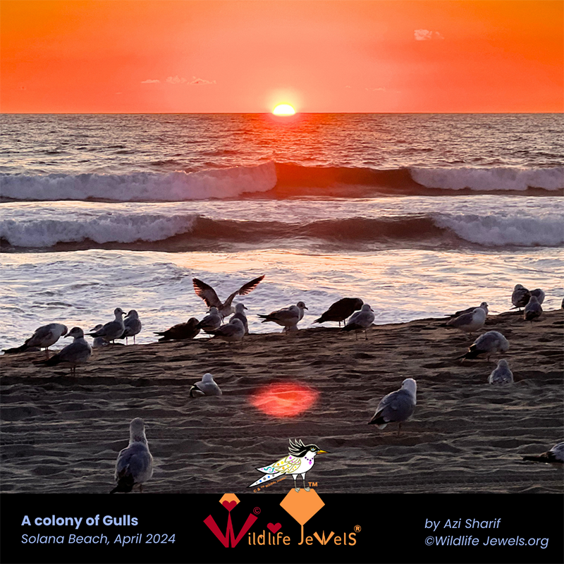 Stunning Gulls in Solana Beach, 1 April 2024