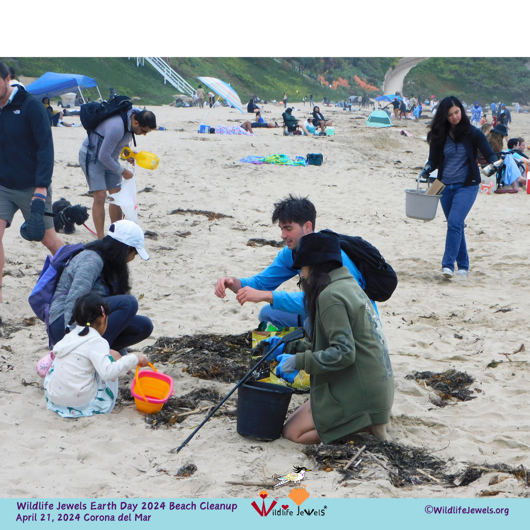Wildlife Jewels Earth Day Beach Cleanup &amp; Wildlife Walk in Corona Del Mar! (Copy)