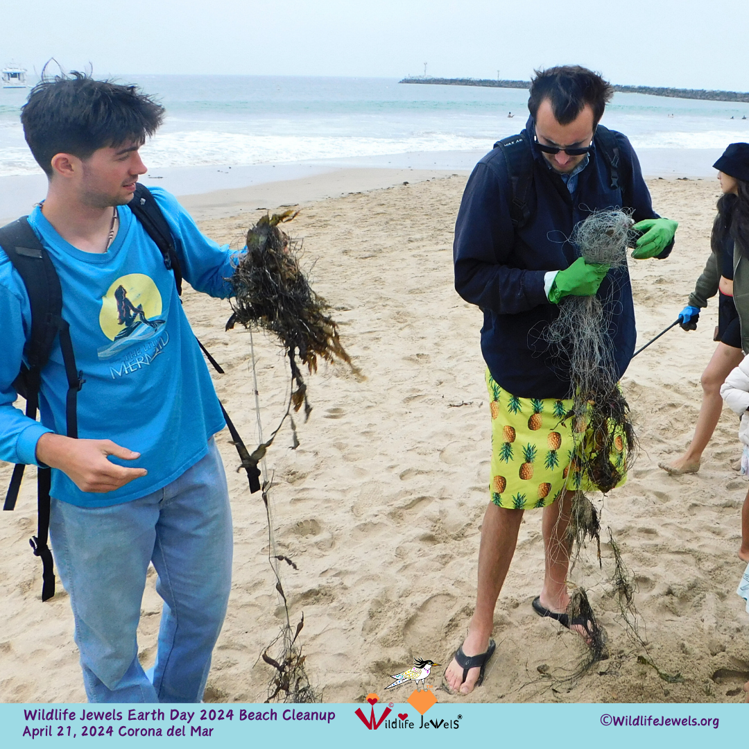 Wildlife Jewels Earth Day Beach Cleanup &amp; Wildlife Walk in Corona Del Mar!