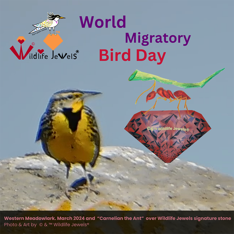 World Migratory Bird Day & Wildlife Jewels Carnelian the Ant