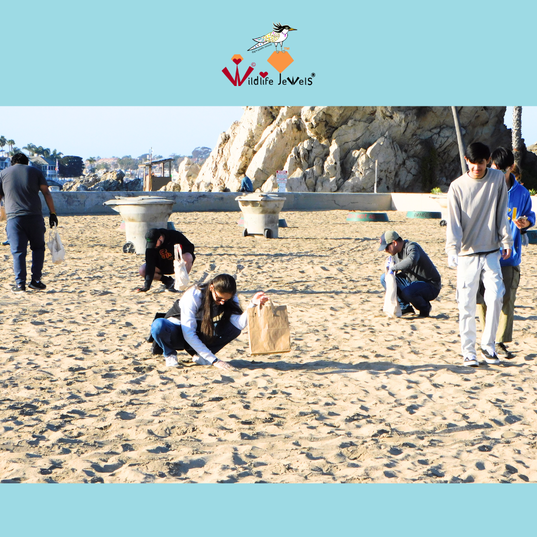©wildlifejewels-sweep-cdm-dec24-17.png