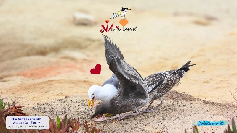 The Cliffside Crystals: Resilience of a Gull Family Facing Plastic and Feeding Hazards