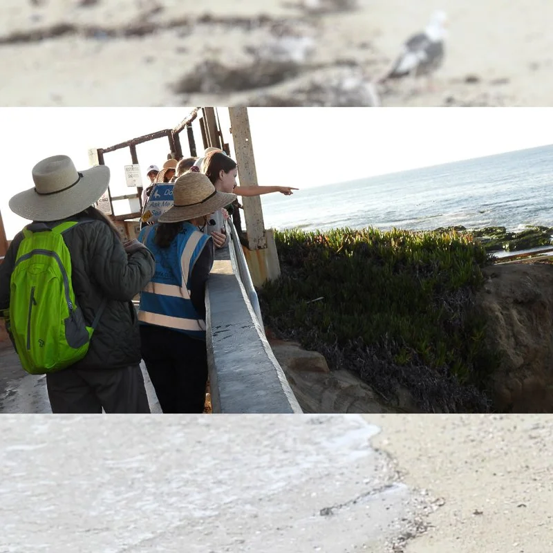 Wildlife Jewels EYES La Jolla-13.jpg