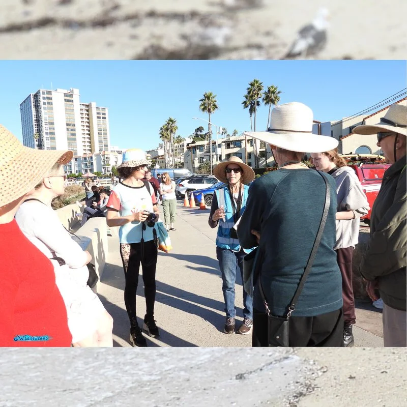 Wildlife Jewels EYES La Jolla-19.jpg