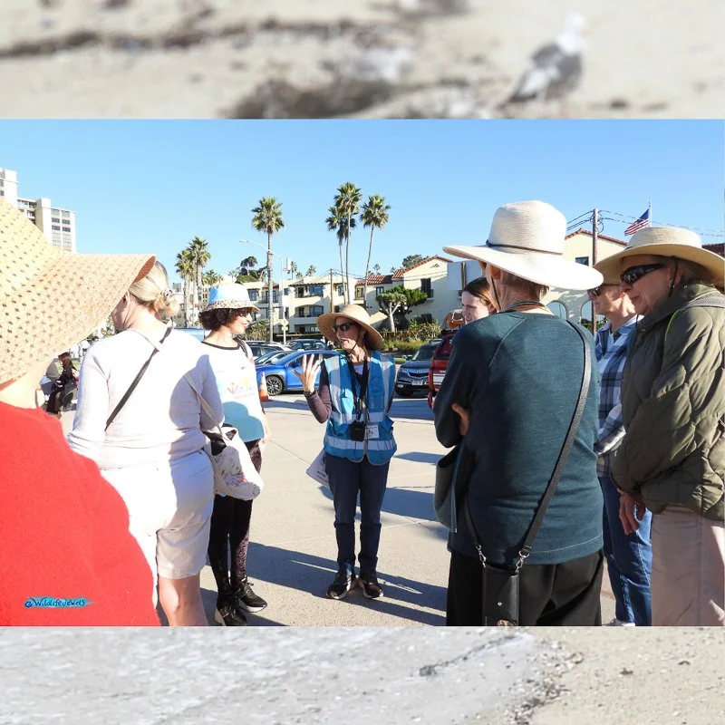 Wildlife Jewels EYES La Jolla-21.jpg