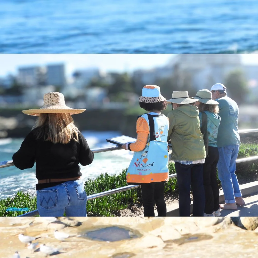 © Wildlife Jewels Bird Day La Jolla 2026-16.jpg