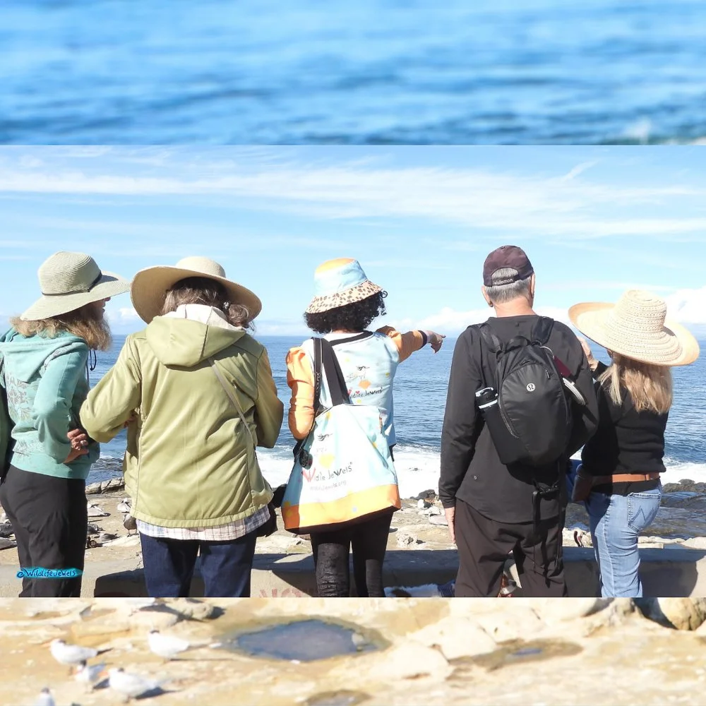 © Wildlife Jewels Bird Day La Jolla 2026-15.jpg