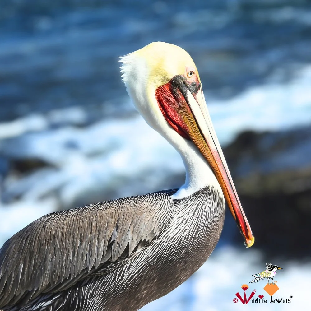© Wildlife Jewels Bird Day La Jolla 2026-14.jpg