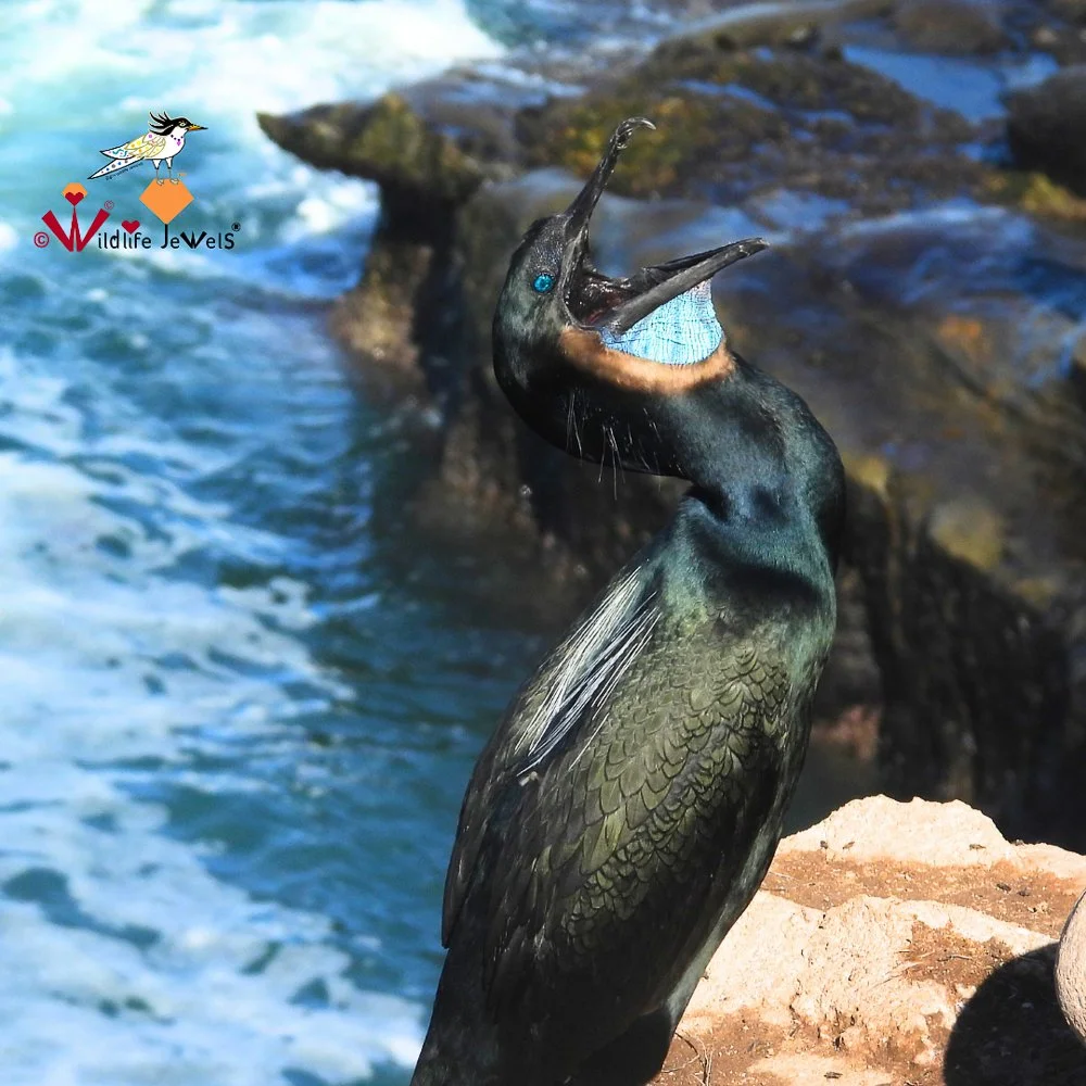 © Wildlife Jewels Bird Day La Jolla 2026-13.jpg