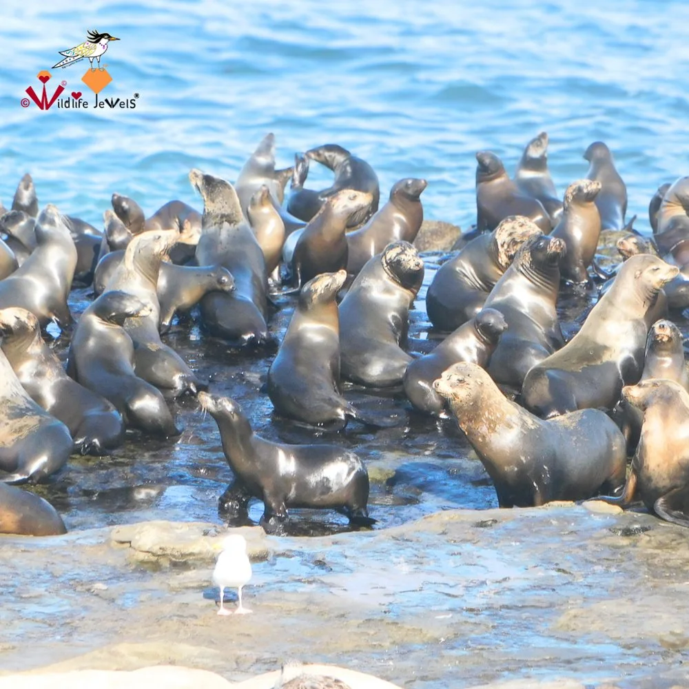 © Wildlife Jewels Bird Day La Jolla 2026-12.jpg