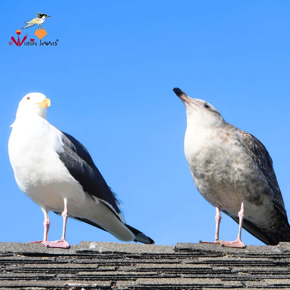 © Wildlife Jewels Bird Day La Jolla 2026-10.jpg