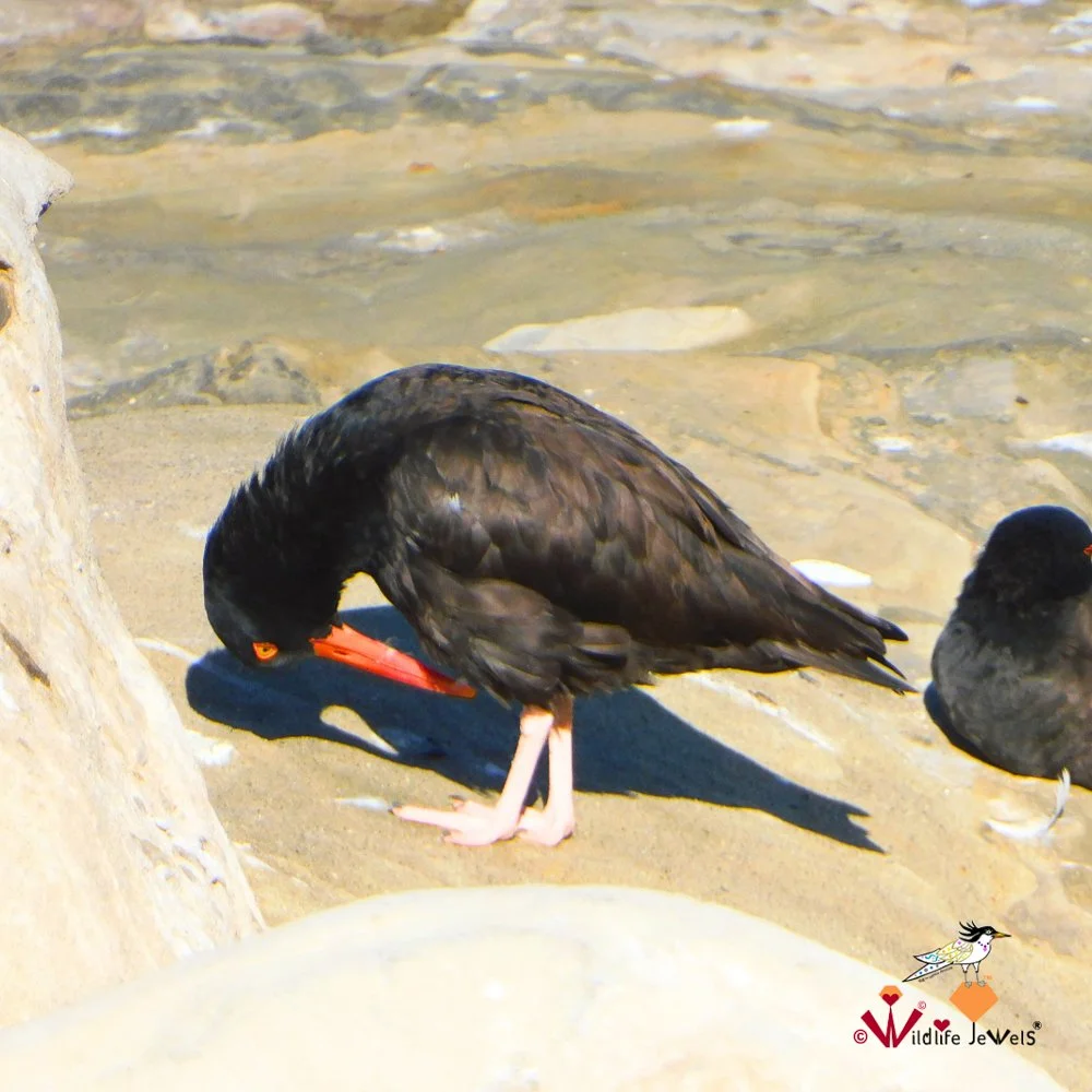 © Wildlife Jewels Bird Day La Jolla 2026-09.jpg